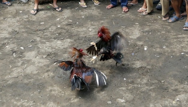 Làm thế nào chơi đá gà không cựa nhanh thắng?