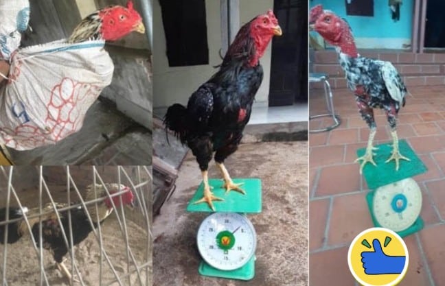 Những cách giảm cân cho gà đá hiệu quả đã được thử