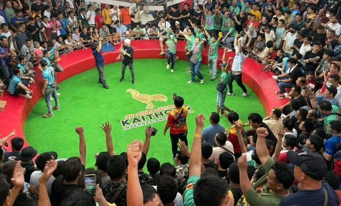 So sánh đá gà Thái Lan và Việt Nam điểm khác biệt