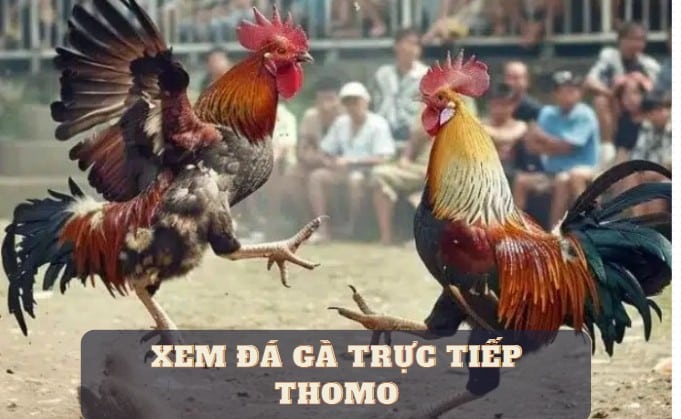 Top 10 trang web xem đá gà trực tiếp Thomo số 1