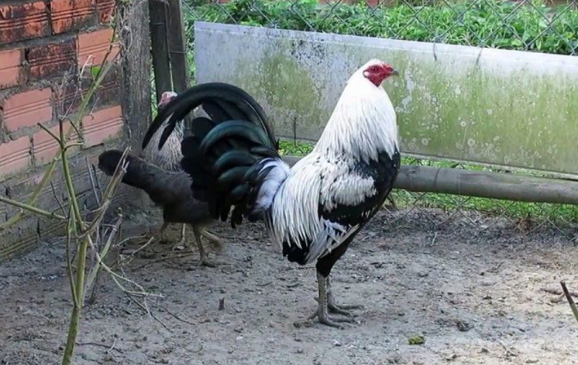 Cách chăm sóc và huấn luyện gà chọi Mỹ